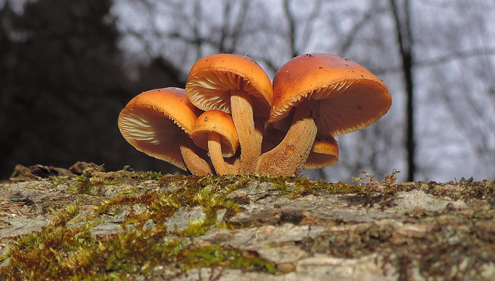 Flammulina Velutipes (Enoki): un potente fungo medicinale dalle molteplici proprietà benefiche per la tua salute Flammulina Velutipes (Enoki): un potente fungo medicinale dalle molteplici proprietà benefiche per la tua salute