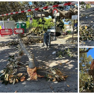Bordighera, ramo di ficus si spezza e precipita nel piazzale Otto Luoghi (Foto) Bordighera, ramo di ficus si spezza e precipita nel piazzale Otto Luoghi (Foto)