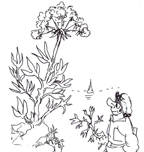 disegno di Libereso tratto dal libro "Cucinare il giardino" Edizioni Zem
