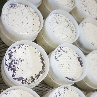 Dalla collaborazione con l’azienda Lavagè di Rossiglione (Ge) e la Lavanda della Riviera dei Fiori è nato un nuovo formaggio “l'Amià” che sa di Liguria Dalla collaborazione con l’azienda Lavagè di Rossiglione (Ge) e la Lavanda della Riviera dei Fiori è nato un nuovo formaggio “l'Amià” che sa di Liguria