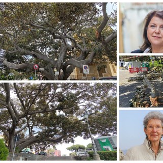 Ficus secolare danneggiato, Obiettivo Bordighera: "Pronto un piano per salvaguardalo e valorizzarlo" (Foto e video)