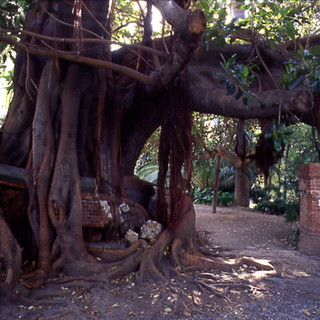 Bordighera: oggi riprese Rai insieme a Dario Vergassola davanti al Museo Bicknell