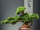 Festival del Bonsai e delle Arti giapponesi all'Expo Salso di Imperia Festival del Bonsai e delle Arti giapponesi all'Expo Salso di Imperia