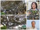 Ficus secolare danneggiato, Obiettivo Bordighera: "Pronto un piano per salvaguardalo e valorizzarlo" (Foto e video) Ficus secolare danneggiato, Obiettivo Bordighera: "Pronto un piano per salvaguardalo e valorizzarlo" (Foto e video)