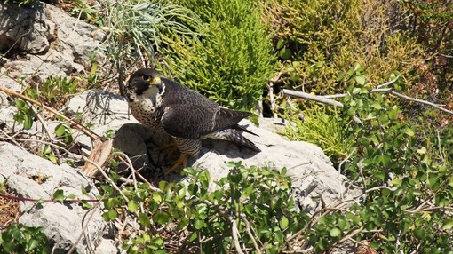 Immagine di repertorio Immagine di repertorio