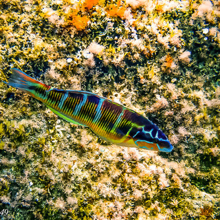 La varietà della fauna ittica nel mare davanti a Cervo, le splendide foto subacquee di Marcello Nan