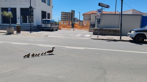 Vallecrosia al Mare, famiglia di anatre a spasso in centro (Foto e video)