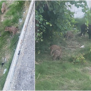 Cinghiali a 'passeggio', avvistata una famiglia a Ventimiglia (Foto e video)