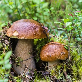 Imperia: conoscere i funghi e cucinarli, una proposta el Gruppo Micologico Imperiese