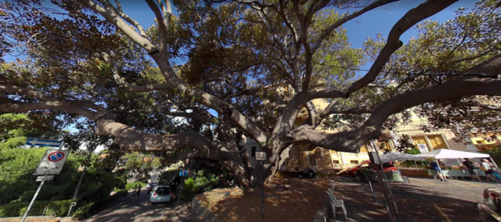 Bordighera, il maestoso Ficus di piazza del Capo candidato ad albero monumentale: avviato l'iter per il riconoscimento Bordighera, il maestoso Ficus di piazza del Capo candidato ad albero monumentale: avviato l'iter per il riconoscimento