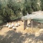 Sanremo: a San Romolo l'ex Fattoria torna al centro dei piani del Comune: in arrivo un nuovo bando per la gestione
