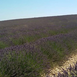 Da Ventimiglia a Valensole in Provenza, una giornata alla Festa della Lavanda