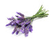 Il Comune di Molini di Triora entra a far parte del Territorio della Lavanda della Riviera dei Fiori Il Comune di Molini di Triora entra a far parte del Territorio della Lavanda della Riviera dei Fiori
