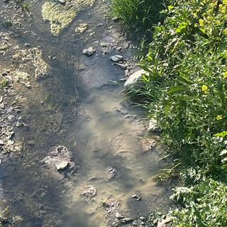 Imperia: cittadini segnalano riversamento fognario nel torrente Caramagna, Bracco "Situazione precaria e miasmi"