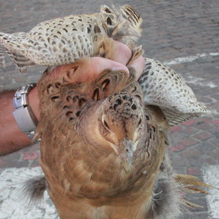 Sanremo: mail ironica di 'U Fagianu',  turista capitato per caso in piazza Colombo
