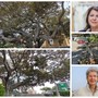 Ficus secolare danneggiato, Obiettivo Bordighera: "Pronto un piano per salvaguardalo e valorizzarlo" (Foto e video) Ficus secolare danneggiato, Obiettivo Bordighera: "Pronto un piano per salvaguardalo e valorizzarlo" (Foto e video)