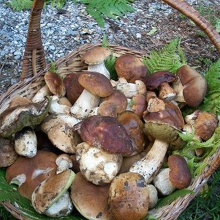 Funghi: come raccoglierli, controllarli, consumarli. Orari e sedi dei micologi della Asl n° 1 Imperiese