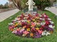 Anche le aiuole e i giardini di Sanremo si rifanno il look, ecco le coloratissime fioriture primaverili (foto)