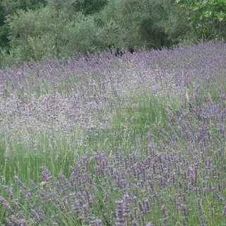 Florantica – Distretto delle essenze di Montagna: comuni dell'entroterra uniti per recuperare le tradizioni