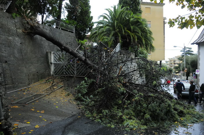Sanremo: strada chiusa in zona Borgo Tinasso per caduta albero Sanremo: strada chiusa in zona Borgo Tinasso per caduta albero