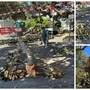 Bordighera, ramo di ficus si spezza e precipita nel piazzale Otto Luoghi (Foto)