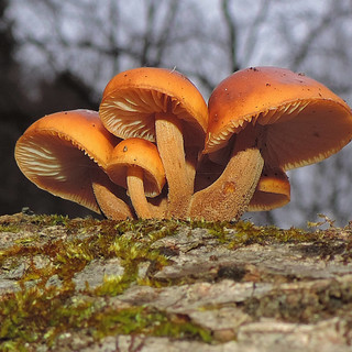 Flammulina Velutipes (Enoki): un potente fungo medicinale dalle molteplici proprietà benefiche per la tua salute