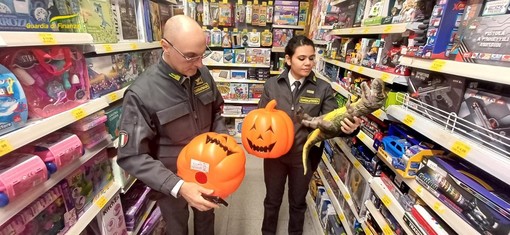 Halloween da paura: sequestrati dalla Guardia di Finanza 35mila giocattoli non sicuri tra Sanremo e Taggia Halloween da paura: sequestrati dalla Guardia di Finanza 35mila giocattoli non sicuri tra Sanremo e Taggia