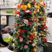 Sanremo in Fiore, il Giardino esotico di Pian di Nave incanta tra biodiversità e scenari botanici unici Sanremo in Fiore, il Giardino esotico di Pian di Nave incanta tra biodiversità e scenari botanici unici
