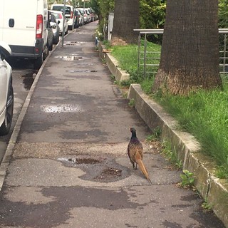 Due fagiani a spasso per Imperia, la consigliera Maria Nella Ponte "Il M5S chiede un centro di recupero fauna selvatica" (foto e video) Due fagiani a spasso per Imperia, la consigliera Maria Nella Ponte "Il M5S chiede un centro di recupero fauna selvatica" (foto e video)