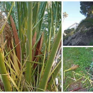 Parmureli, furti a Bordighera: ignoti rubano foglie di palma (Foto)