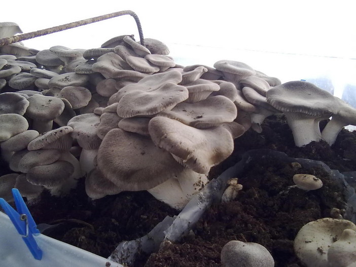 Sanremo: due incontri per parlare della coltivazione di funghi in serre fotovoltaiche