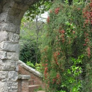 Ventimiglia: domenica 9, vendita delle piante in eccedenza prodotte dal vivaio dei Giardini Hanbury