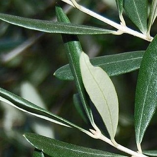 Abbruciamento dei residui di potatura olivo, Regione Liguria concede deroga