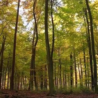 Rivianto dalla Ue il regolamento sulla deforestazione, Coldiretti: "Un respiro per le imprese" Rivianto dalla Ue il regolamento sulla deforestazione, Coldiretti: "Un respiro per le imprese"