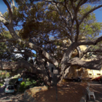 Bordighera, il maestoso Ficus di piazza del Capo candidato ad albero monumentale: avviato l'iter per il riconoscimento