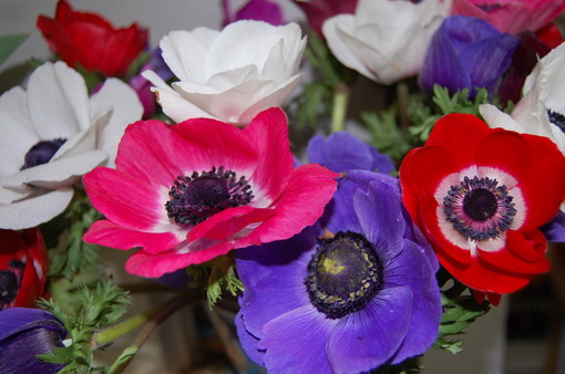 Bordighera: i vincitori degli "Oscar della Floricoltura" a Floramondadori, premiata anche Scuola Villa Filomena