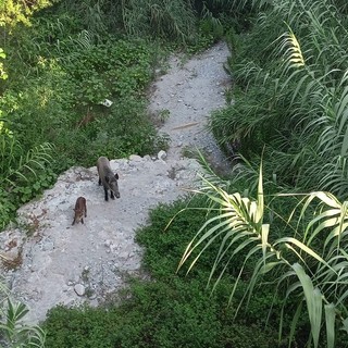Cinghiali a spasso, avvistata una famiglia a Ventimiglia (Foto)