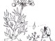 disegno di Libereso tratto dal libro "Cucinare il giardino" Edizioni Zem