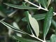 Abbruciamento dei residui di potatura olivo, Regione Liguria concede deroga