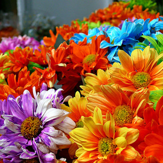 #Sanremo2021, Cia Imperia: "Al festival bouquet con fiori Riviera simbolo ripartenza comparto ligure"