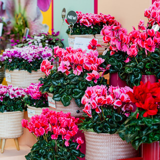 La Regione Liguria sempre più ‘Regina dei fiori’ d’Italia