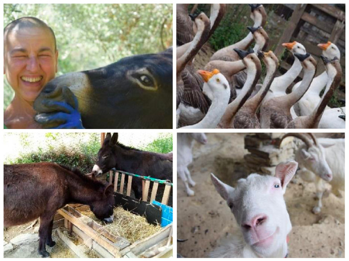 Cinzia Ferrara vicina al sogno di salvare i suoi animali: servono 5mila euro per il trasferimento in una cascina piemontese, in provincia di Asti Cinzia Ferrara vicina al sogno di salvare i suoi animali: servono 5mila euro per il trasferimento in una cascina piemontese, in provincia di Asti