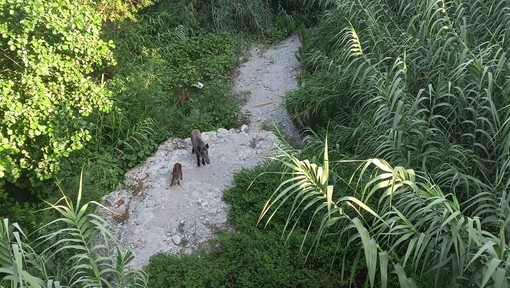 Cinghiali a spasso, avvistata una famiglia a Ventimiglia (Foto) Cinghiali a spasso, avvistata una famiglia a Ventimiglia (Foto)