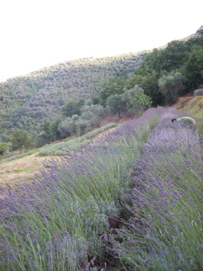 Airole: domenica torna la tradizionale Festa della Lavanda, nella piazza principale il rito di distillazione