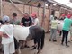 Camporosso: integrazione alla fattoria didattica, il progetto per i bimbi curato da Comune e Spes