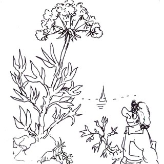 disegno di Libereso tratto dal libro "Cucinare il giardino" Edizioni Zem