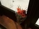 Imperia: uccisione di due agenti di Polizia a Trieste, una donna lascia un mazzo di fiori davanti alla Questura