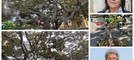 Ficus secolare danneggiato, Obiettivo Bordighera: "Pronto un piano per salvaguardalo e valorizzarlo" (Foto e video)