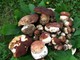 Scatta la stagione favorevole per la raccolta dei funghi: come farsi aiutare dagli esperti micologi dell'Asl