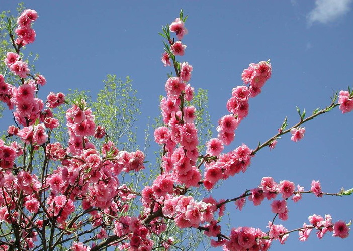 E' arrivata la primavera: l’equinozio 'scientifico' era ieri alle 16:57 ma da oggi il via ufficiale